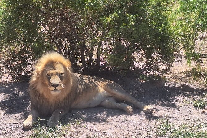 Aquila Game Reserve Big 5 Safari with Wine Tasting and Lunch - Who Will Get the Most From This Safari