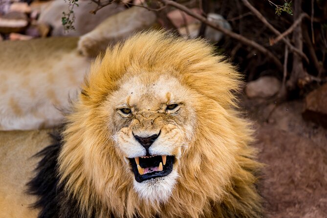 Aquila Game Reserve Safari with Park Fees, Transport & Lunch - Five things to know before booking