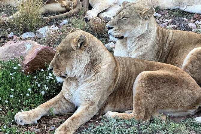 Aquila Game Reserve Safari with Park Fees, Transport & Lunch - Is a Cape Town day safari worth the long ride?