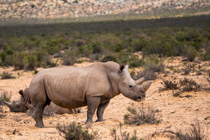 Aquila Game Reserve Safari with Park Fees, Transport & Lunch - Arrival at Aquila and the buffet lunch