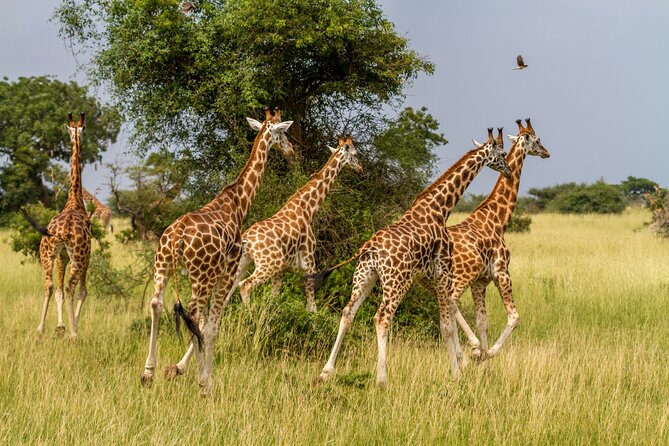 Aquila Game Reserve Safari with Park Fees, Transport & Lunch - Three hours on the open safari vehicle