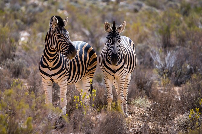Aquila Game Reserve Safari with Park Fees, Transport & Lunch - The return to Cape Town