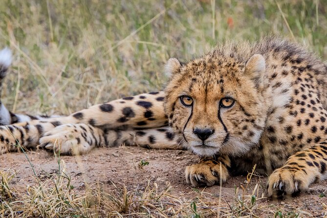 Aquila Game Reserve Safari with Park Fees, Transport & Lunch - Guides, service, and organization