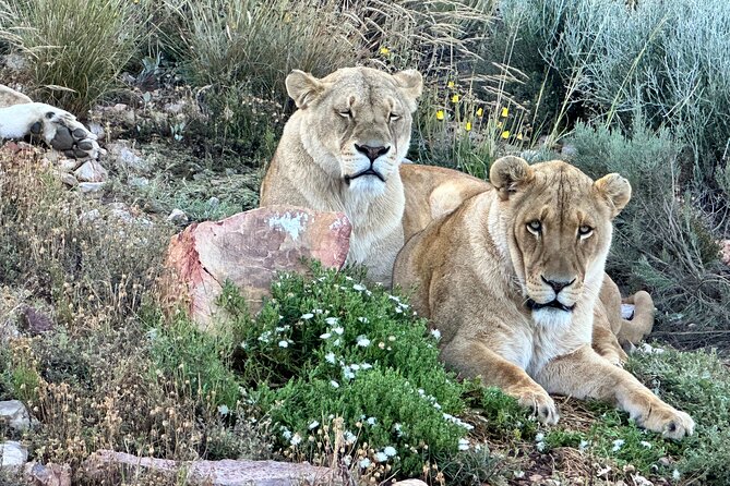 Aquila Game Reserve Safari with Park Fees, Transport & Lunch - Morning pickup in Cape Town