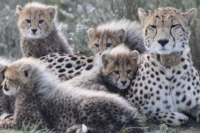 Aquila Game Reserve Safari with wine tasting, Transport & Lunch - From Cape Town to Paarl by private vehicle
