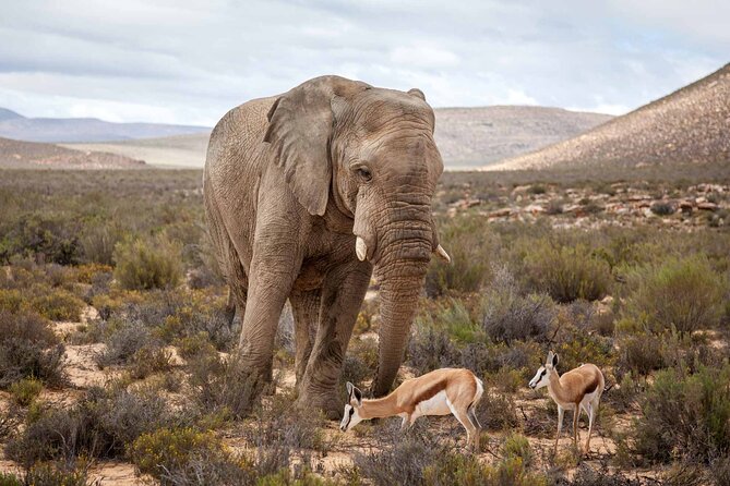 Aquila Game Reserve Safari with wine tasting, Transport & Lunch - The two to three hour open-vehicle safari