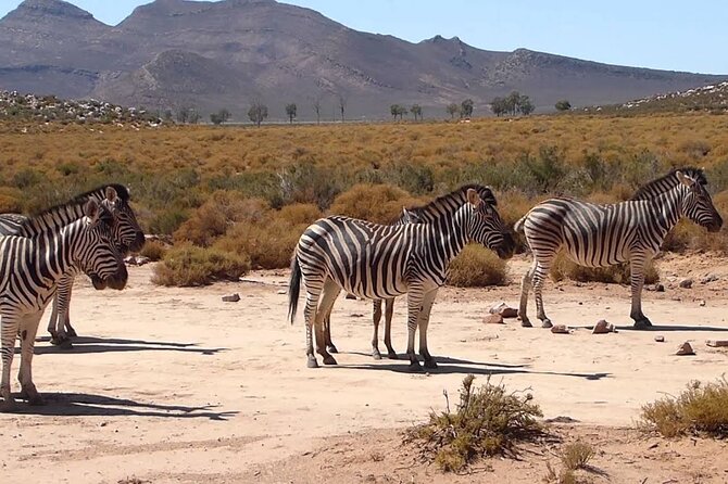 Aquila Game Reserve Safari with wine tasting, Transport & Lunch - Buffet lunch in the lodge