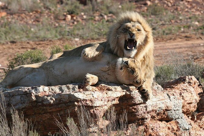 Aquila Game Reserve Safari with wine tasting, Transport & Lunch - What the price really buys you