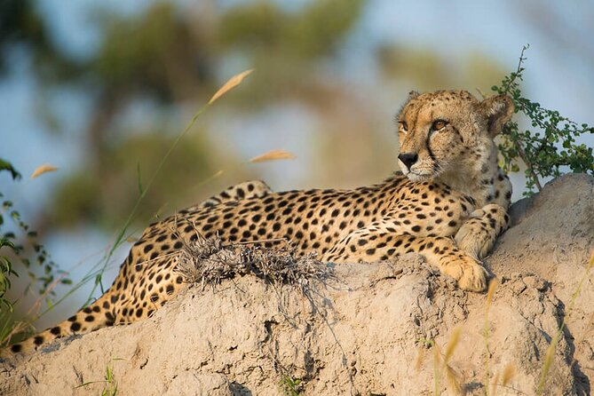 Aquila Game Reserve Safari with wine tasting, Transport & Lunch - Timing, pickup, and comfort