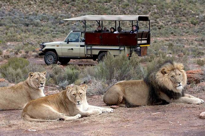 Aquila Game Reserve Safari with wine tasting, Transport & Lunch - Who Will Get the Most From This Day