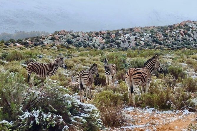 Aquila Game Reserve Sunset Safari - What the Guide, Water, and Group Size Add