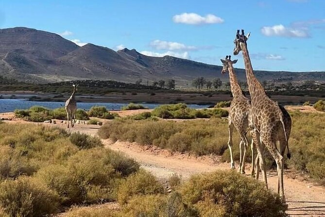 Aquila Game Reserve Sunset Safari - Is $165 a Fair Price?