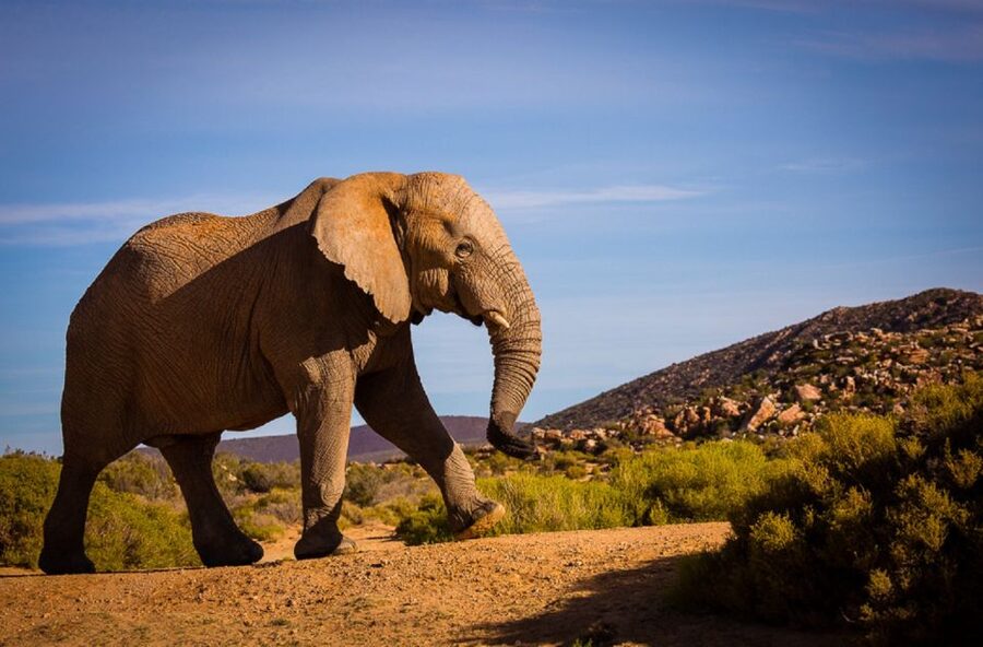 Aquila Private Game Reserve: Sunset Safari with Entry Fee - Big Five sightings without a guarantee