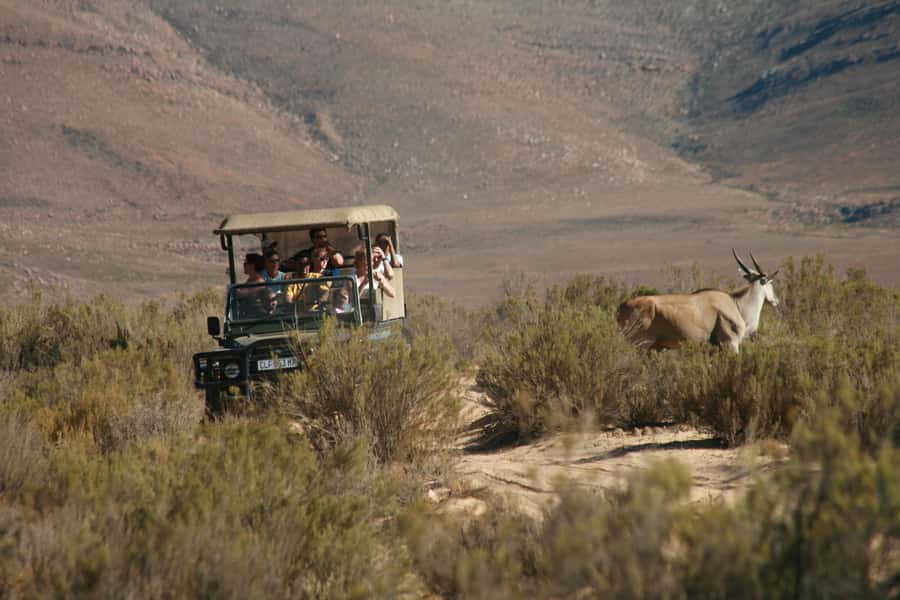 Aquila Reserve: Private Day Tour with Shared Game Drive - A long but easy route from Cape Town to Aquila