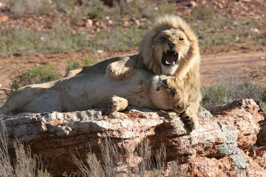 Aquila Reserve: Private Day Tour with Shared Game Drive - The shared 4x4 drive and the Big 5