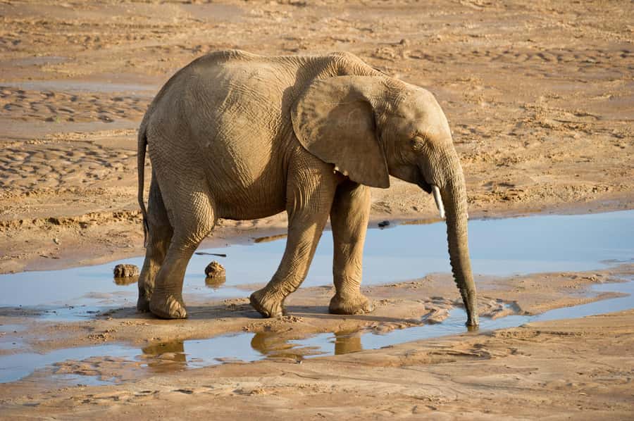 Aquila Reserve: Private Day Tour with Shared Game Drive - A Paarl wine tasting on the return