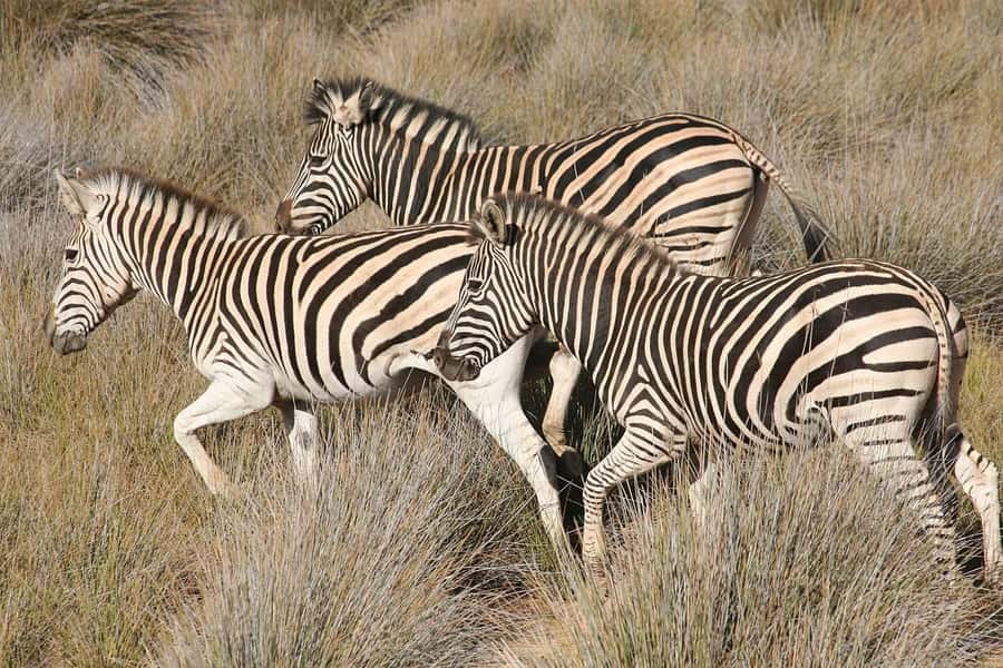 Aquila Reserve: Private Day Tour with Shared Game Drive - Is $308 a fair price?