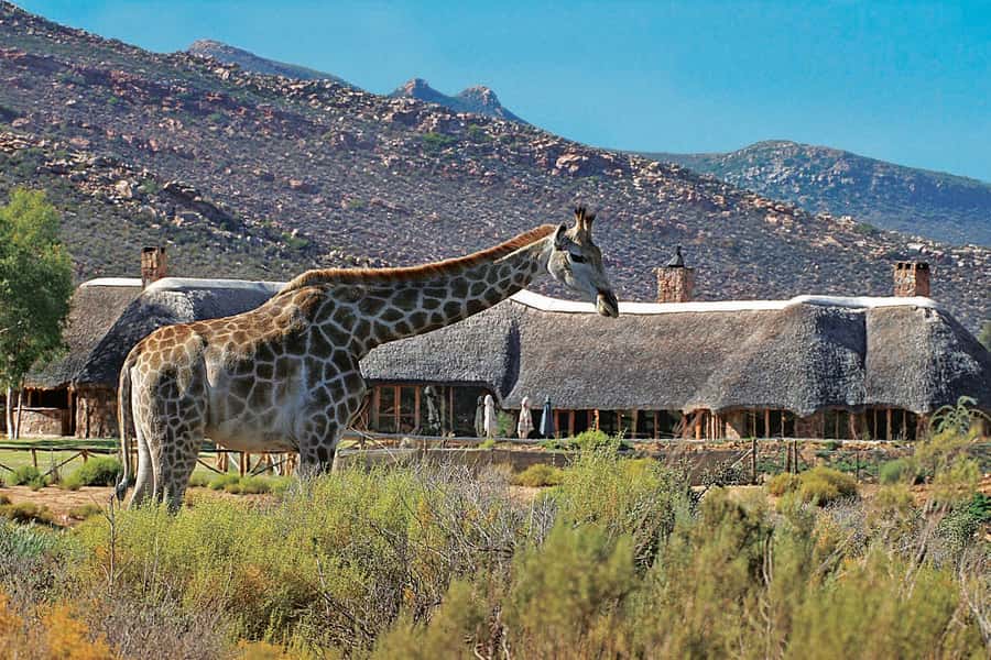 Aquila Reserve: Private Day Tour with Shared Game Drive - Arrival with breakfast and a welcome drink