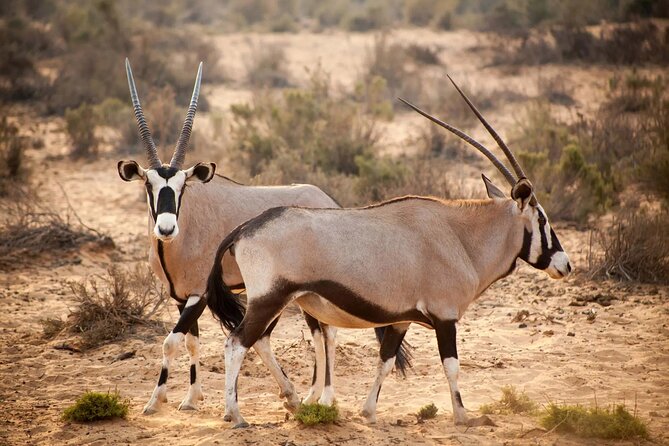 Aquila Reserve Safari with Lunch and Wine Tasting - Food, drinks, and what is actually included