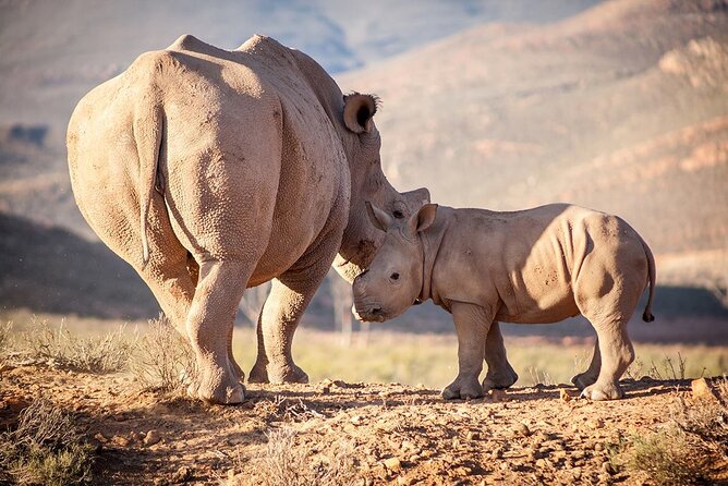 Aquila Reserve Safari with Lunch and Wine Tasting - How much value do you get for $57.24?