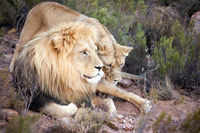 Aquila Reserve Safari with Lunch and Wine Tasting - The return journey and the timing question