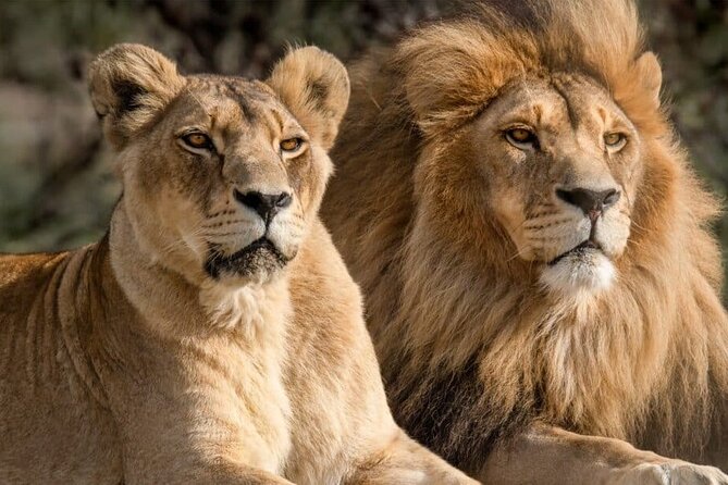 Aquila Reserve Safari with Lunch and Wine Tasting - The 8:00 am pickup from central Cape Town