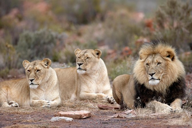 Aquila Safari Game Drive, Lunch & Shared Transfers from Cape Town - Arriving at Aquila Private Game Reserve