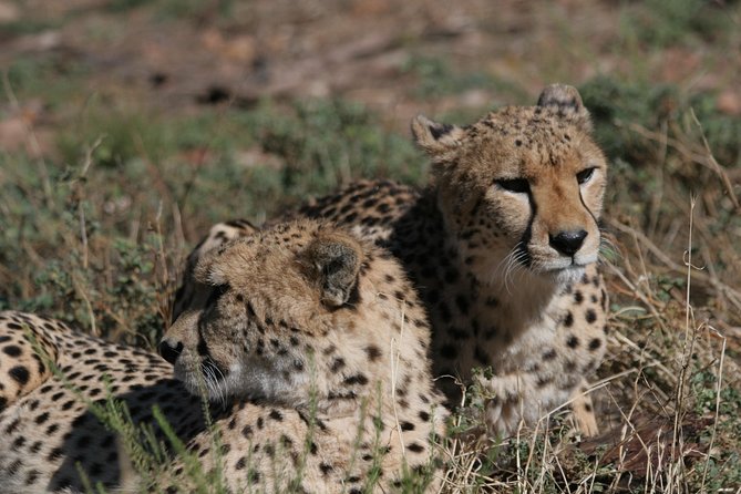 Aquila Safari Game Drive, Lunch & Shared Transfers from Cape Town - The two to three-hour safari drive