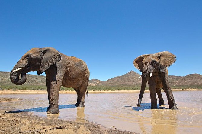 Aquila Safari Game Drive, Lunch & Shared Transfers from Cape Town - Is $258.89 a fair price?