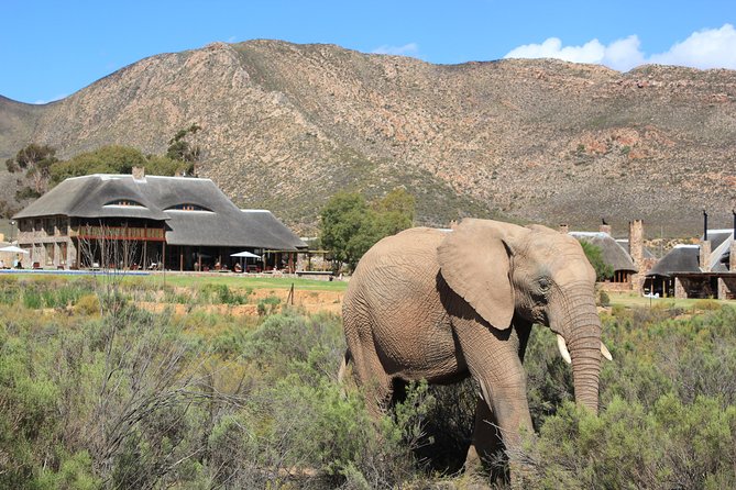 Aquila Safari Game Drive, Lunch & Shared Transfers from Cape Town - Who will enjoy this Aquila day trip?