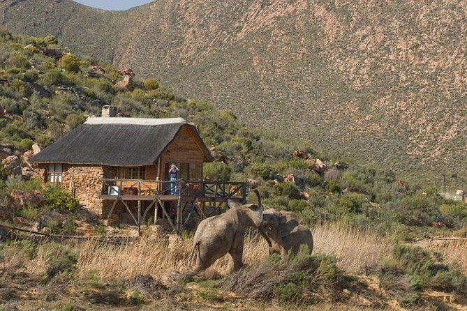 Aquila Safari Game Drive, Lunch & Shared Transfers from Cape Town - Practical details before you book
