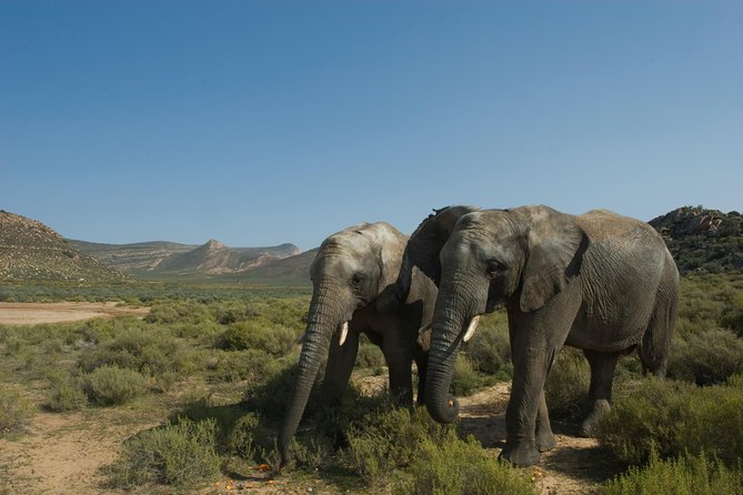 Aquila Safari Game Drive, Lunch & Shared Transfers from Cape Town - What the animal experience may feel like