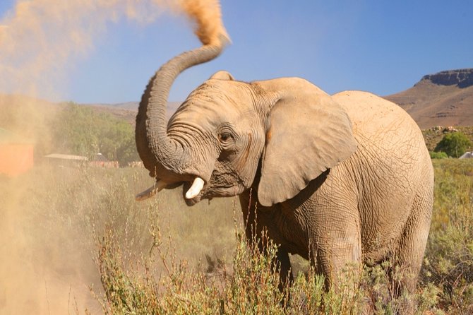 Aquilla BIG5 private Safari Cape Town - Key points before you book
