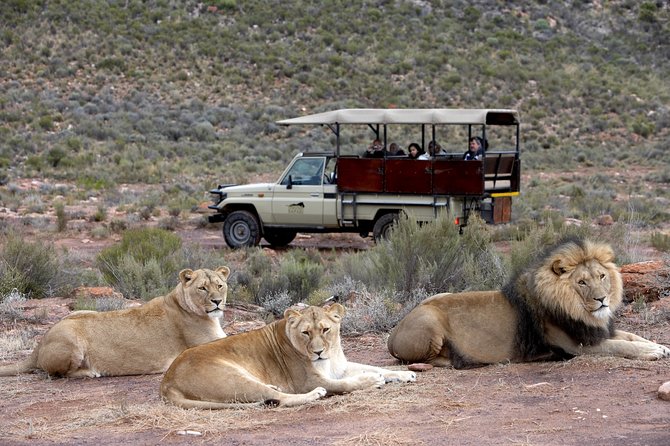 Aquilla BIG5 private Safari Cape Town - Why this safari works from Cape Town