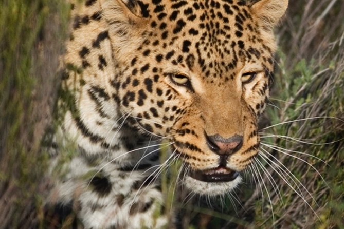 Aquilla BIG5 private Safari Cape Town - A useful balance of wildlife and interpretation