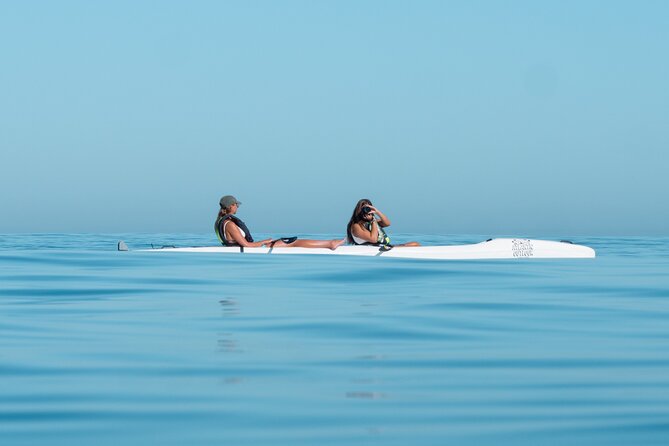 Atlantic Outlook Kayak Tour Cape Town - Wildlife sightings along the route