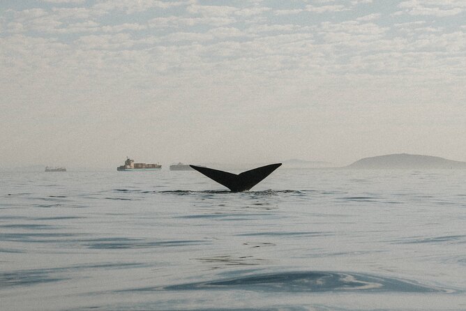 Atlantic Outlook Kayak Tour Cape Town - Why the guides matter so much