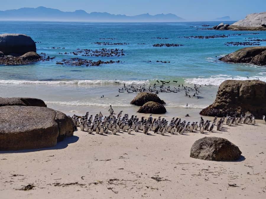 Beach Day at Boulder's Beach & Penguin watching, Half Day - Key points to know before booking