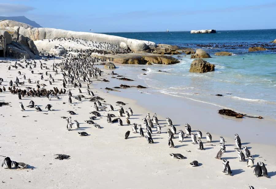 Beach Day at Boulder's Beach & Penguin watching, Half Day - Is $36 a good value?