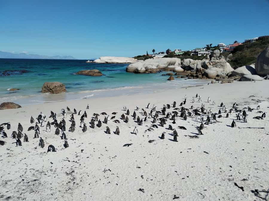 Beach Day at Boulder's Beach & Penguin watching, Half Day - Maiden’s Cove gives you the first big Cape Town view