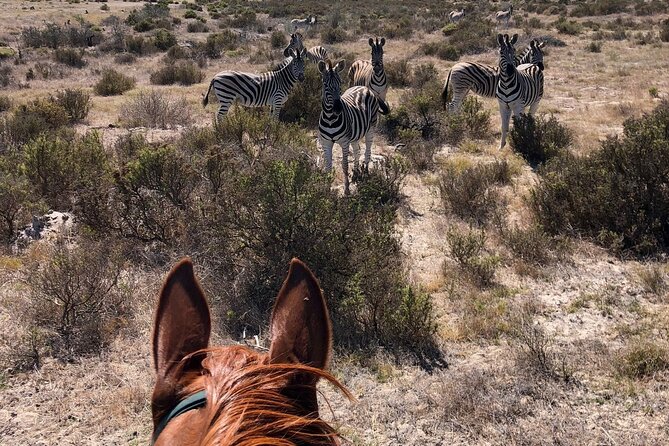 Beach Horse Ride in Yzerfontein, Western Cape - Photos, water, and the little extras