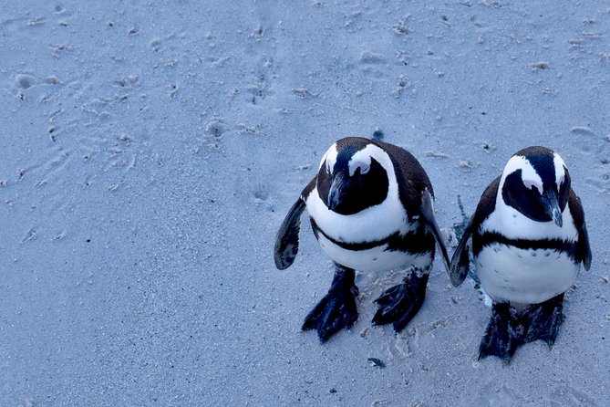 Best of Cape Town Cape Point and Wineries Combined Private Tour - Boulders Beach and the African penguins