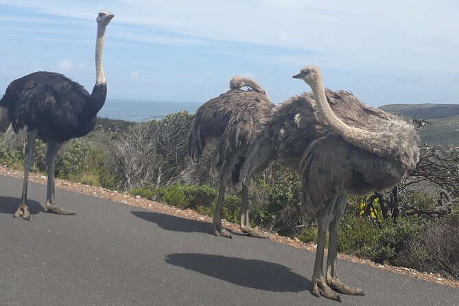Best Of The Cape 8 Hour Private Tour - Chapman’s Peak Drive: ten minutes of grand views