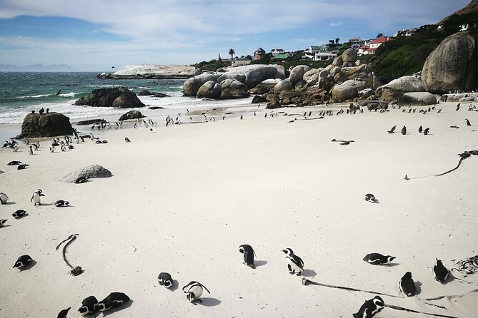 Best of the Cape Full Day Private Tour - Camps Bay and the Twelve Apostles in 15 minutes