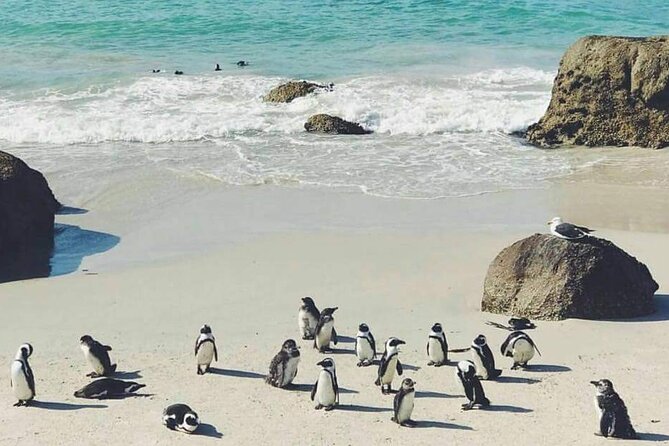 Best of the Cape Full Day Private Tour - Cape Point lighthouse and the reserve