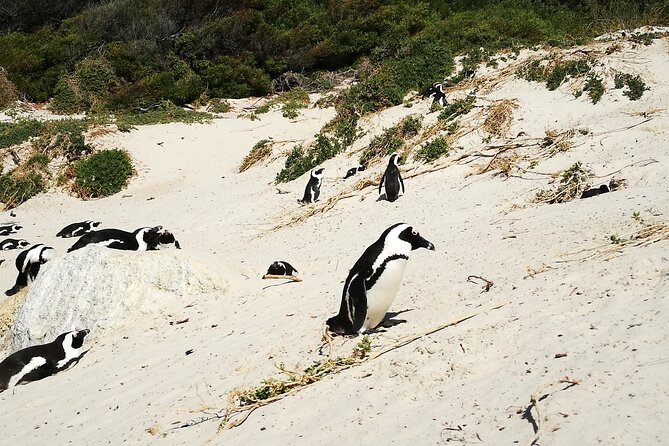 Best of the Cape Full Day Private Tour - Crossing to Stellenbosch for wine