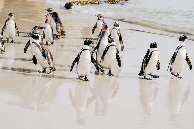 Best of the Cape Peninsula Private Tour - Why this private Cape Peninsula day works well
