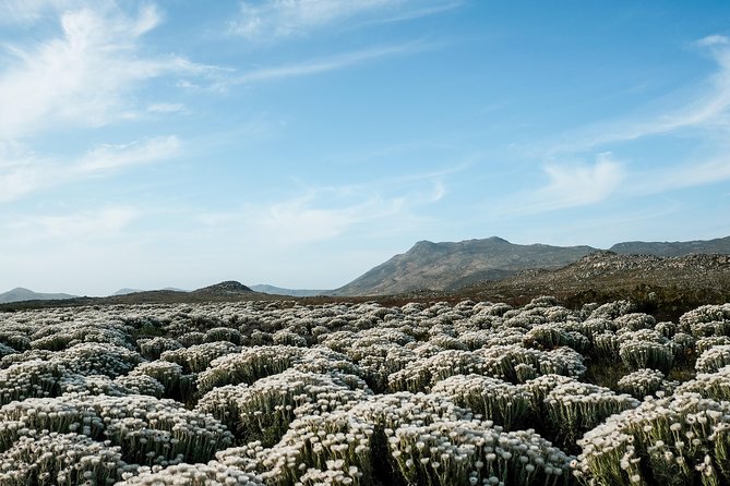 Best of the Cape Peninsula Private Tour - Chapman’s Peak Drive: the scenic route home