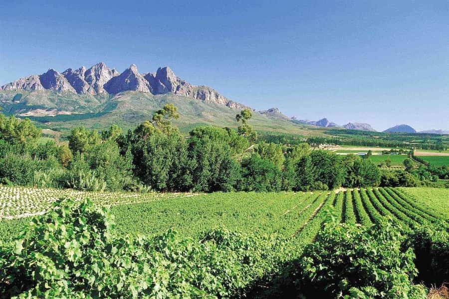 Best of the Cape Peninsula & Wine Route with Wine Tasting - Why this tour makes sense for a short Cape Town stay