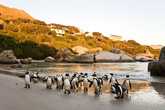 Best of the Cape Private full day tour - Seal Island and the optional boat fee